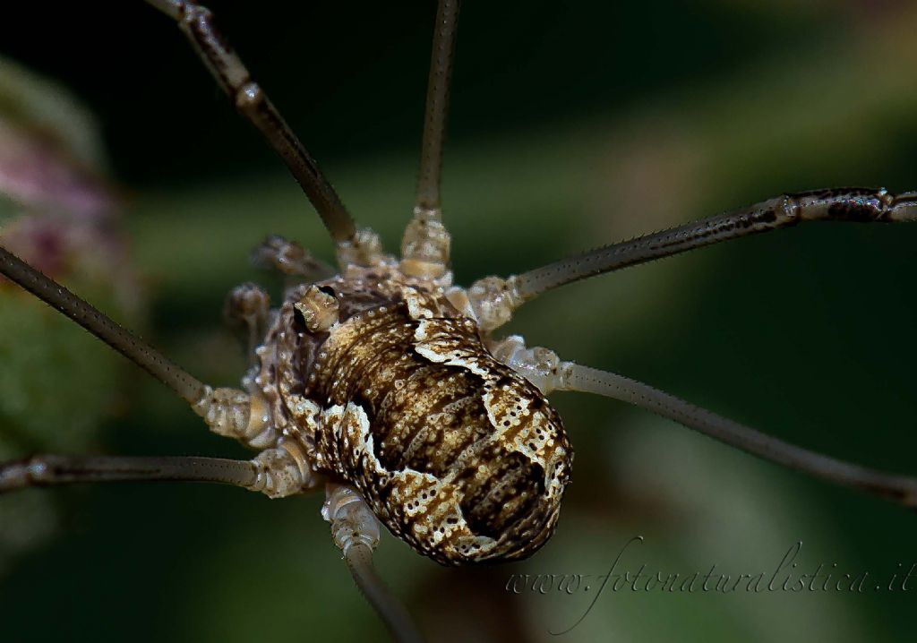Phalangium opilio (?) di Monte Nuovo
